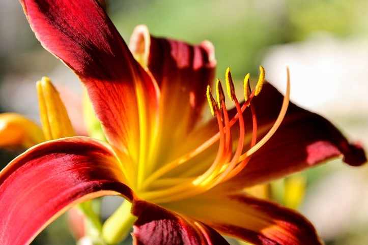 daylily-2999465_960_720