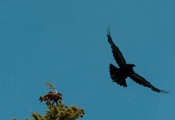 greg-rosenke-1616257-unsplash_Crow