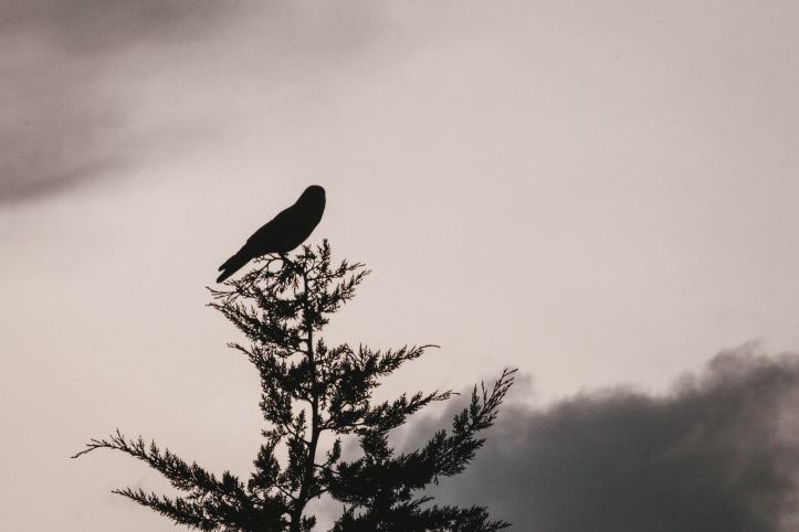 Crow on top of a pine tree