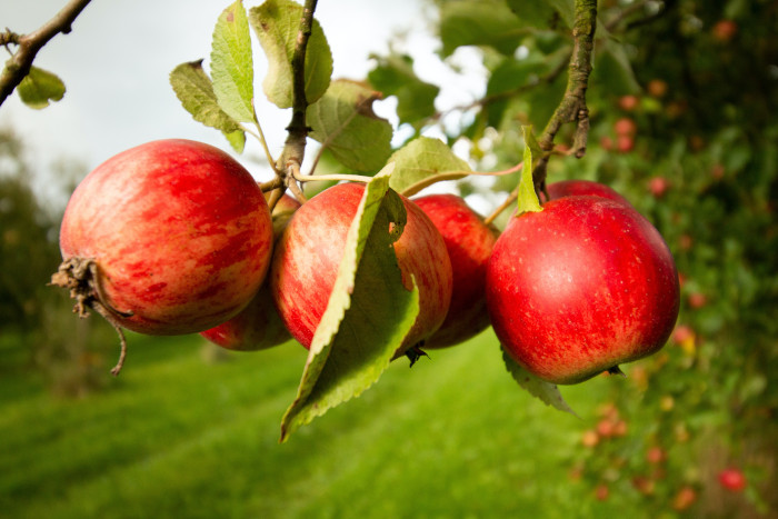 apples hanging on a tree